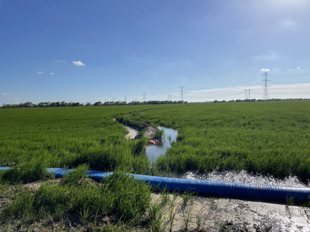 Blue Creek Rice Mill - El Campo Texas
