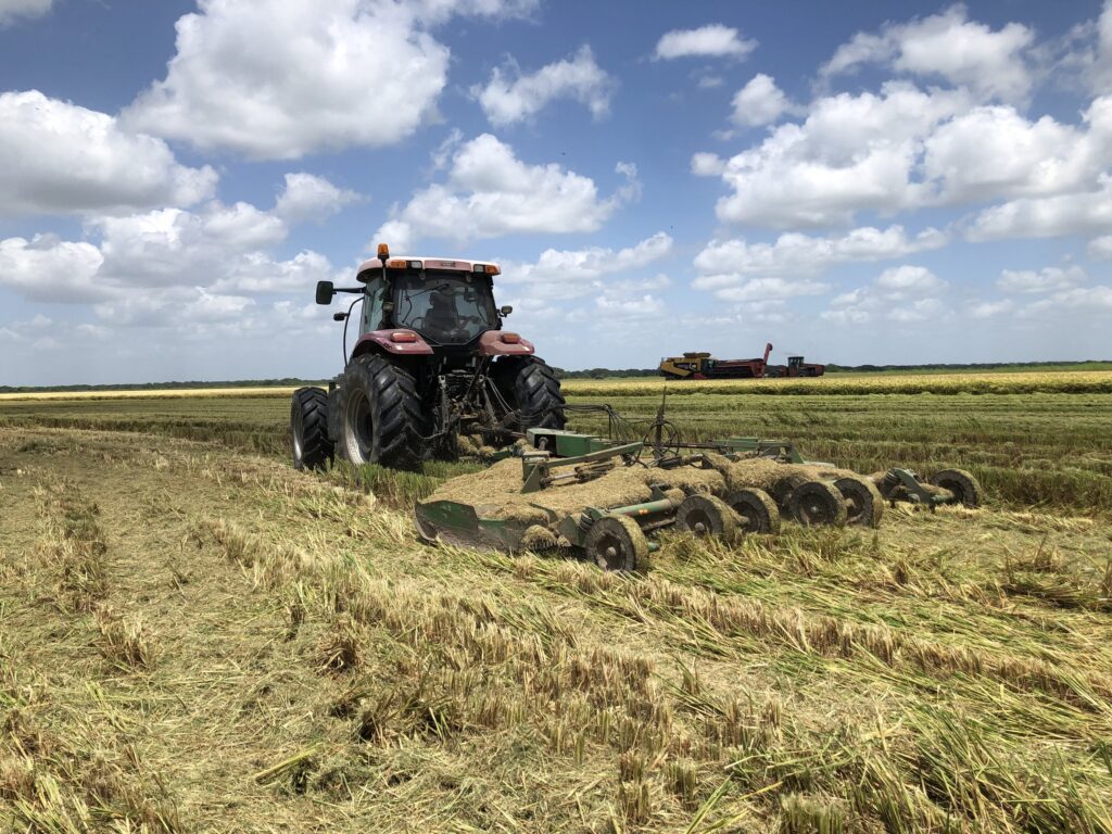 Blue Creek Rice Mill - Ratoon Crop