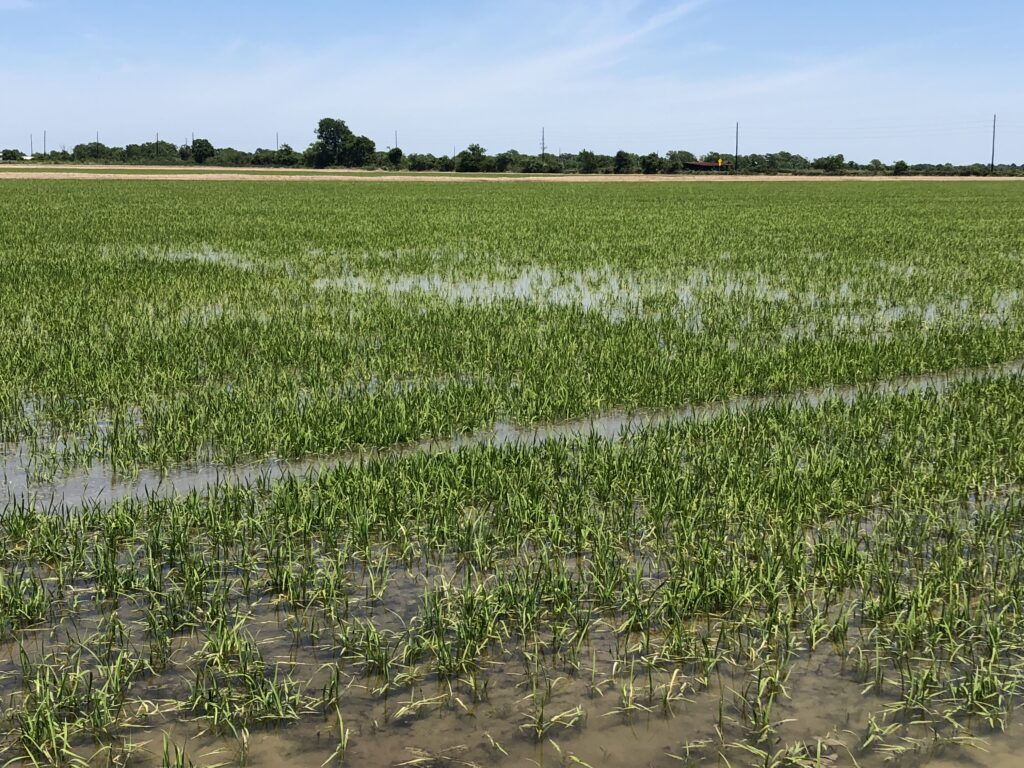 Blue Creek Rice Mill - Field Flooding Process