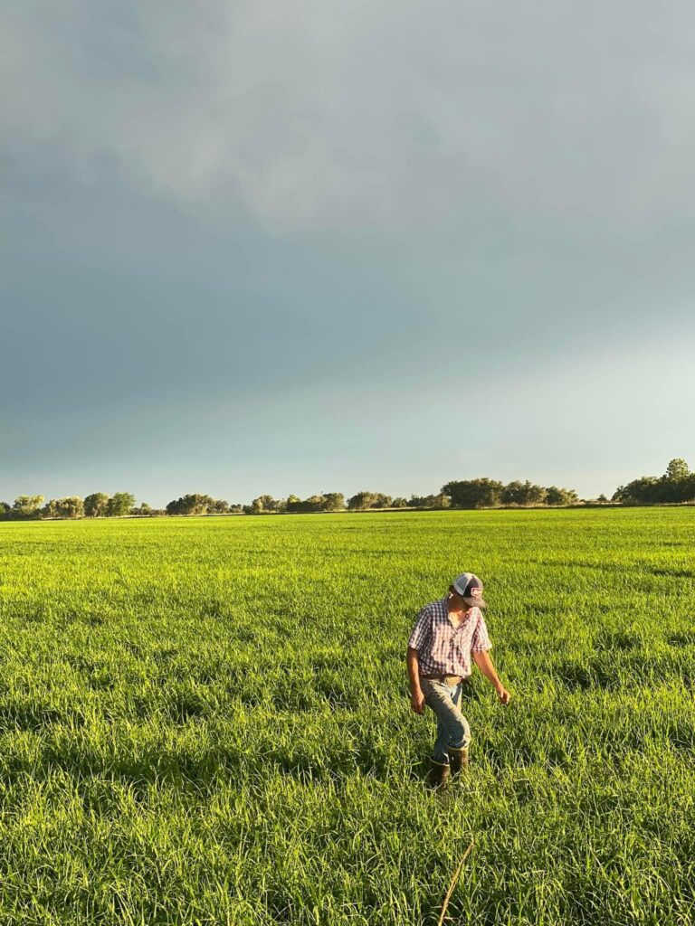 Blue Creek Rice Mill BCRM Rice Fields