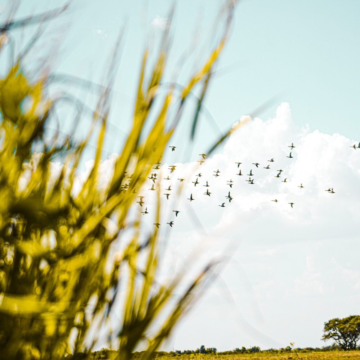 Blue Creek Rice Mill Texas - BCRM